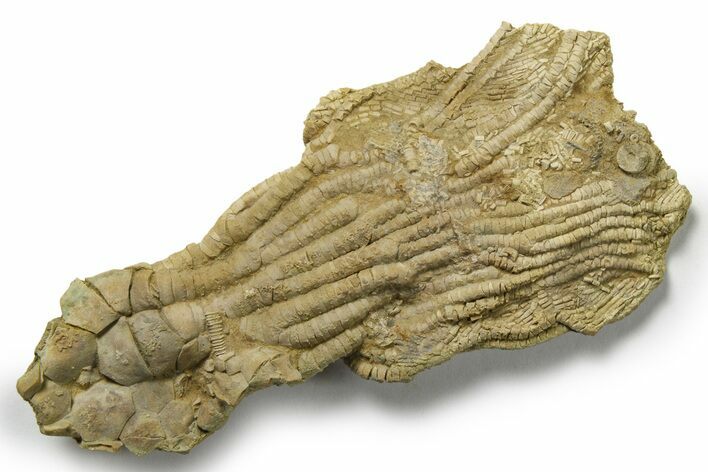 Fossil Crinoid (Aphelecrinus) - Alabama #270060